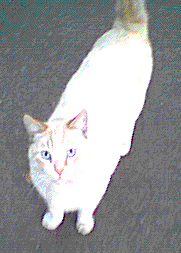 Bitmap Image
