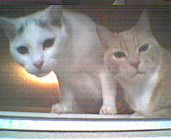 Bitmap Image