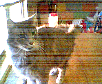 Bitmap Image